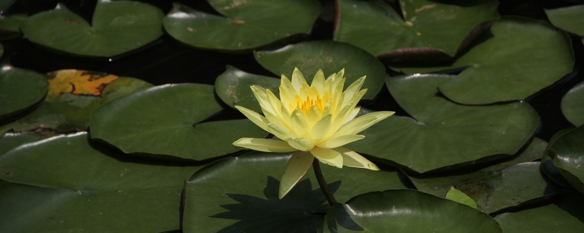 ayurveda
