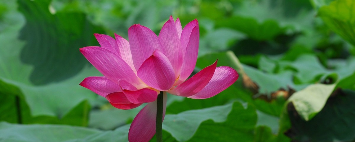 ayurvediske principper